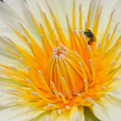 免费电话轰炸器