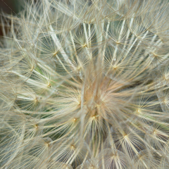 在线轰炸电话软件版